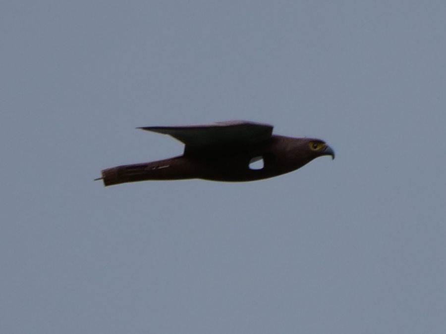 funktioniert die Schubstrahlablenkung?