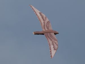 Der spezial Falke im Flug